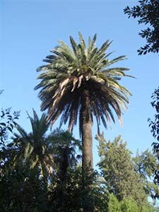 Palmier dans le jardin du Windsor